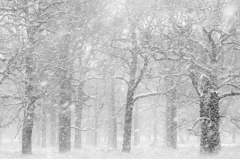 To everything there is a season: taking a photographic bite out of the frost